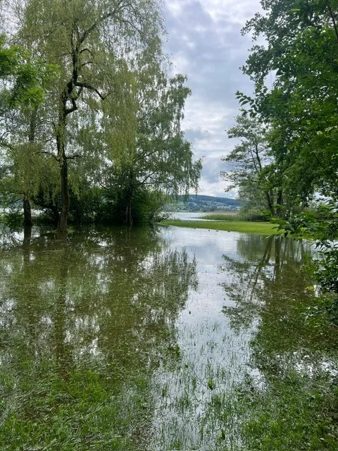 Eine Wiese an einem See, die unter Wasser steht.